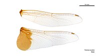 Tramea eurybia male wings (35023014166).jpg