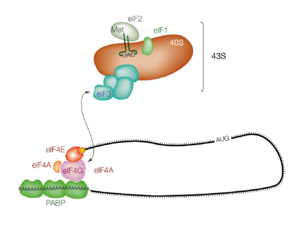 Bildung des 48S-Komplexes auf mRNA