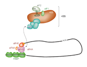 48S-kompleksin muodostuminen mRNA: lla