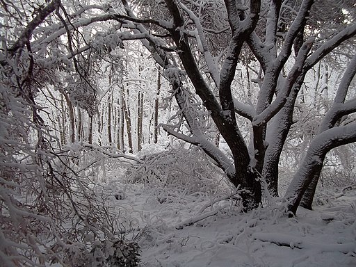 Tree limbs down with heavy snow (5817711691)