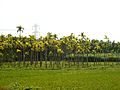 Trees Kerala - Adakkamaram