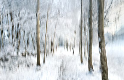 Trees in ICM on Myrstigen hiking trail, Brastad