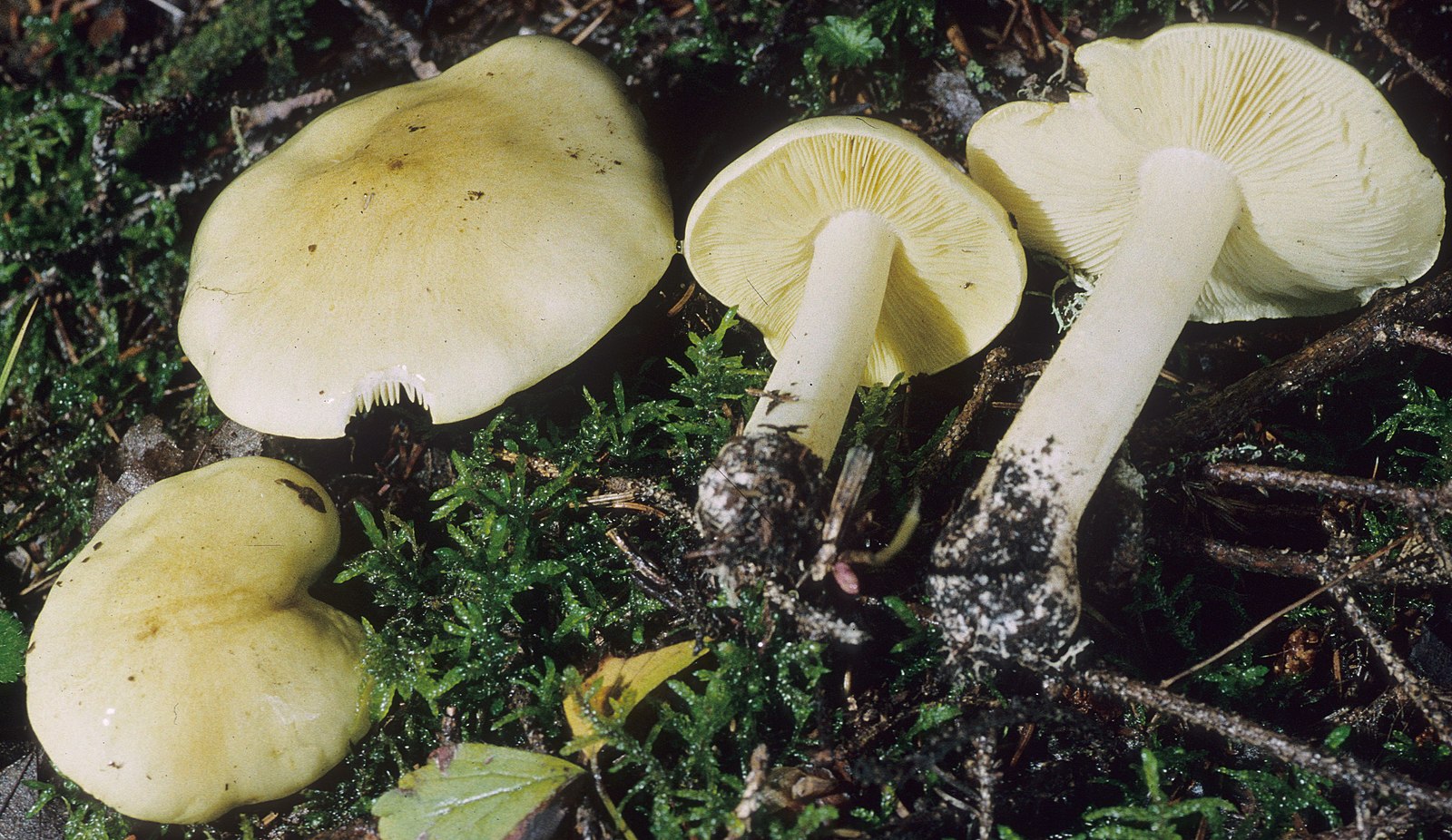 Tricholoma препарат