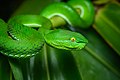 Trimeresurus gumprechti, Gumprecht’s pit viper (female) - Phu Suan Sai National Park (46711073485).jpg