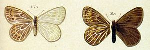 Coenonympha phryne from Arnold Spuler: The Butterflies of Europe, Volume 3