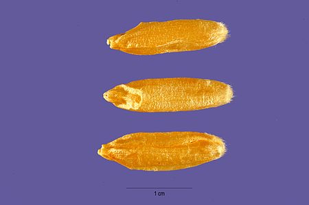 Triticum_turanicum