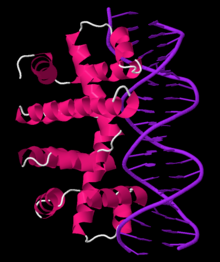 Trp repressor dimer bound to operator DNA Trp repressor dimer and operator.png