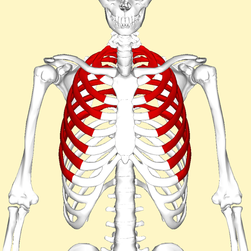 Сколько ребер. Ребра мужчины. Ребра человека. Скелет ребер мужчины.
