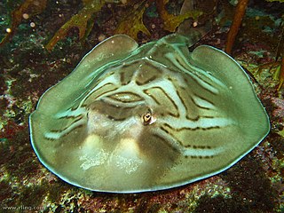 Fiddler ray Genus of cartilaginous fishes