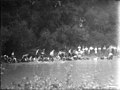 Tug-of-war in the stream at Miami University freshman-sophomore contest 1921 (3190608681).jpg