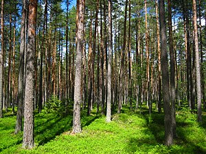 Borovice Lesní: Systematika, Vzhled a vzrůst, Rozmnožování