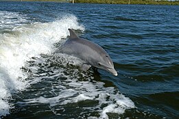 Tursiops truncatus 01.jpg