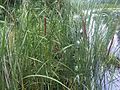 Typha latifolia 3 - wetland.jpg