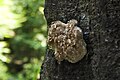 An unidentified fungi from Maramures Mountains.