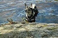 Anjing gembala Swedia di dalam danau, ekor melingkar