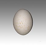 Rüppellgamens ägg