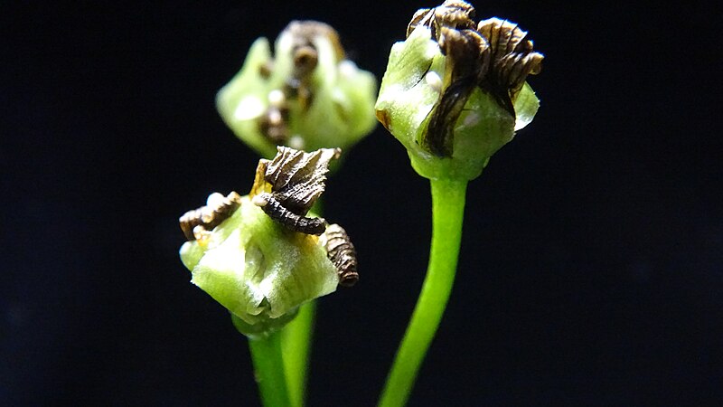 File:Venus flytrap closeup 1.jpg