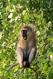 Yawning vervet monkey in Samburu National Reserve, Kenya Vervet yawn.jpg