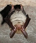 Vorschaubild für Bechsteinfledermaus