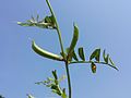 Vicia grandiflora 