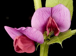 Vicia sativa