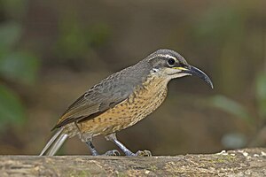 Victoria's Riflebird