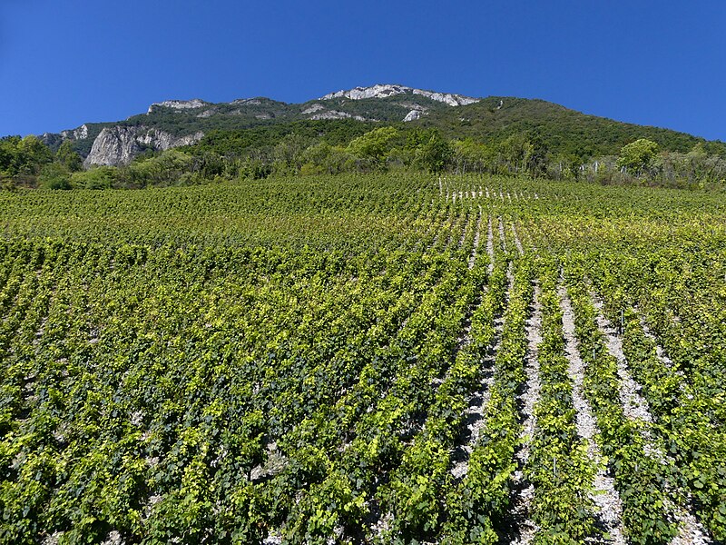 File:Vignes de Montmélian sous La Savoyarde à midi (octobre 2021).JPG