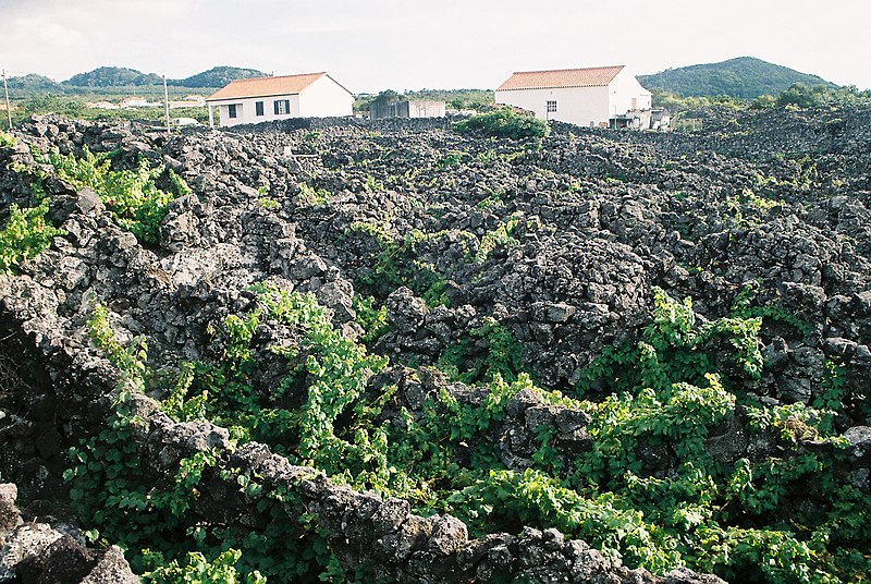 File:Vines growing in the Azores.jpg