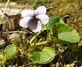 Viola palustris, section Viola.