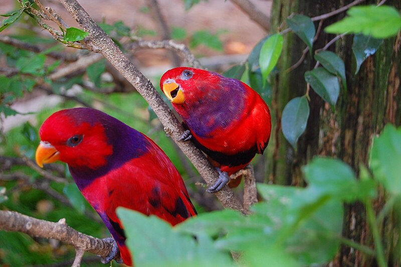 File:Violet-necked Lory (Eos squamata) -two in tree.jpg