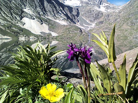 Vishansar Lake, with some wildflowers in the foreground
