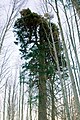 Jedle makedonská, velký strom, v pohoří Pirin, Bulharsko.