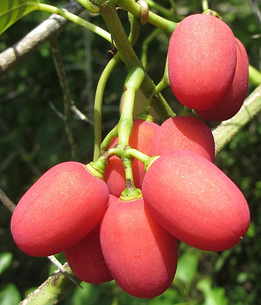 File:Vitaceae - fruits (8443551231).jpg