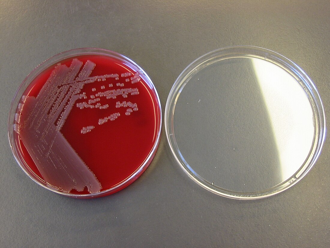 Stam (microbiologie)