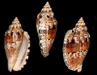 <i>Voluta hilli</i> Species of gastropod