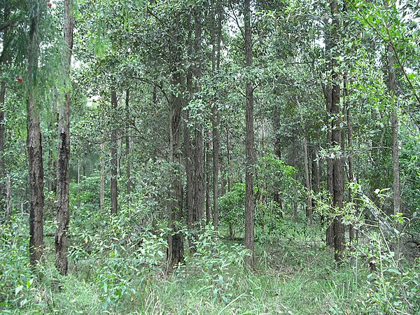 Wallumatta Nature Reserve
