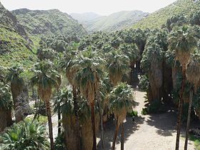 Washingtonia filifera in Palm Canyon.jpg