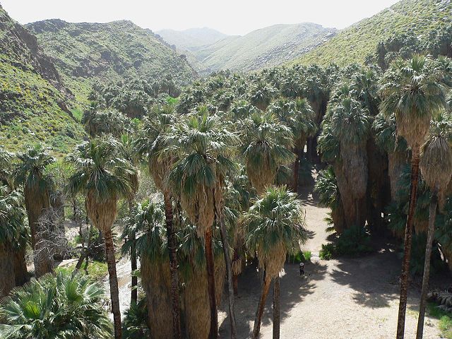 This grove of the native species Washingtonia filifera in Palm Canyon, just south of Palm Springs, California, is growing alongside a stream running t