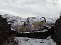 Welsh mountain goats in Dinorwig Slate Quarry with Snowdonia vista