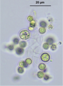 Westella botryoides.png