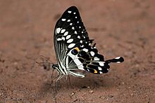 Batı imparatoru kırlangıç ​​kuyruğu (Papilio menestheus) .jpg