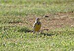 Thumbnail for File:Western meadowlark (30520037740).jpg