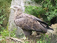 White-tailed Sea Eagle.JPG
