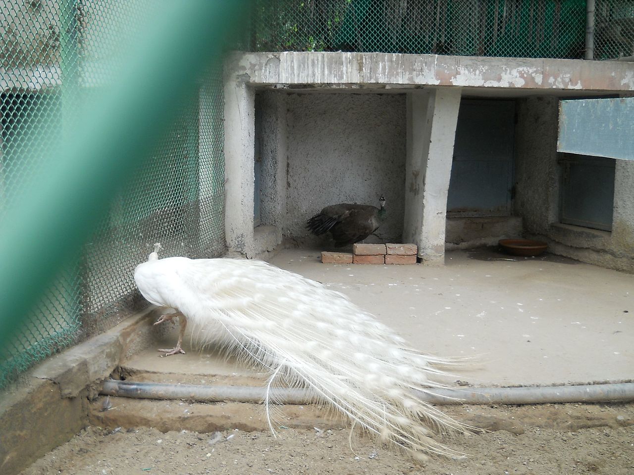 File:White peacock at National zoological park delhi.jpg ...