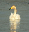 Whooper Swan at Big Waters.jpg