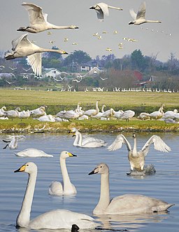 Whooper Swan from the Crossley ID Guide Britain and Ireland