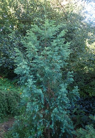 <i>Widdringtonia schwarzii</i> Species of conifer endemic to South Africa