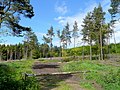 Wigpool Common - geograph.org.uk - 1313777.jpg