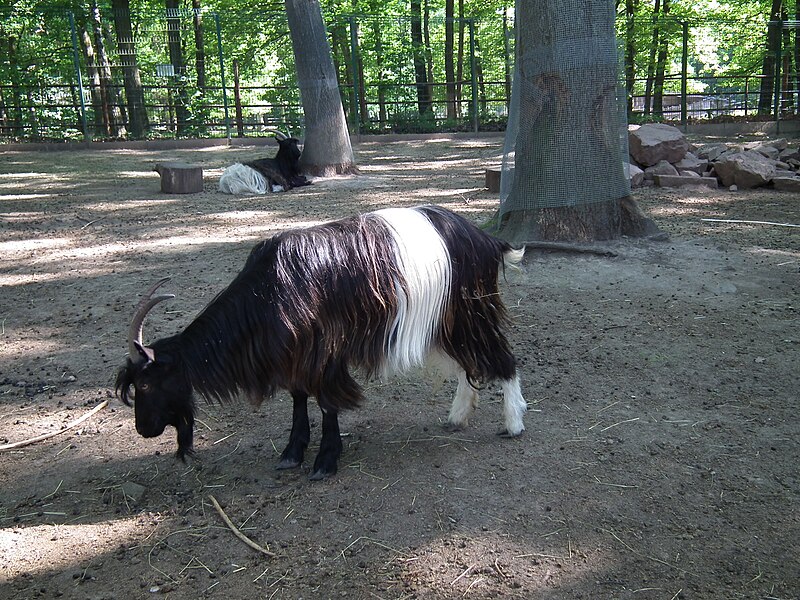 File:Wildpark Pforzheim Walliser Schwarzhalsziegen.JPG