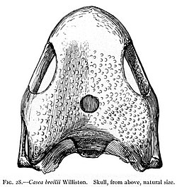 Skull of Casea broilli.